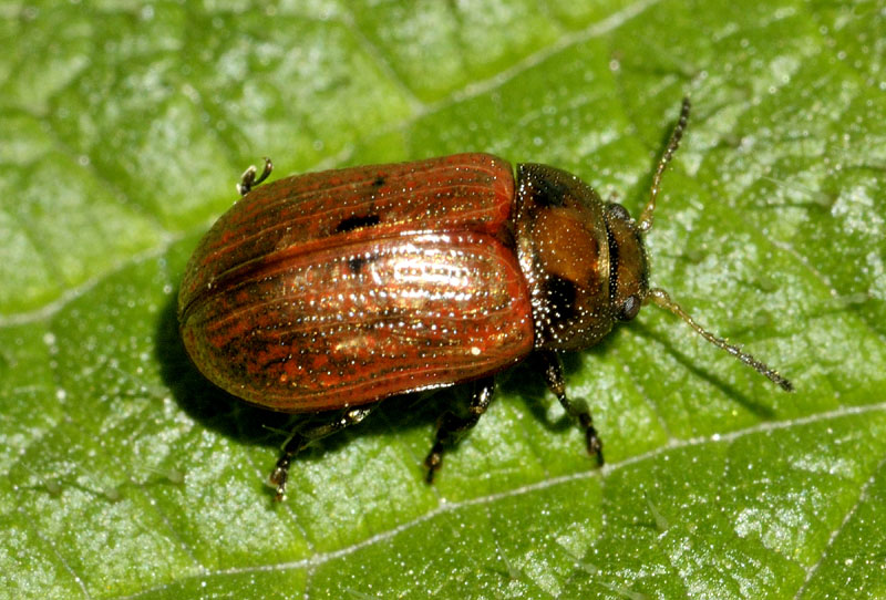 Chrysomelidae: Gonioctena quinquepunctata